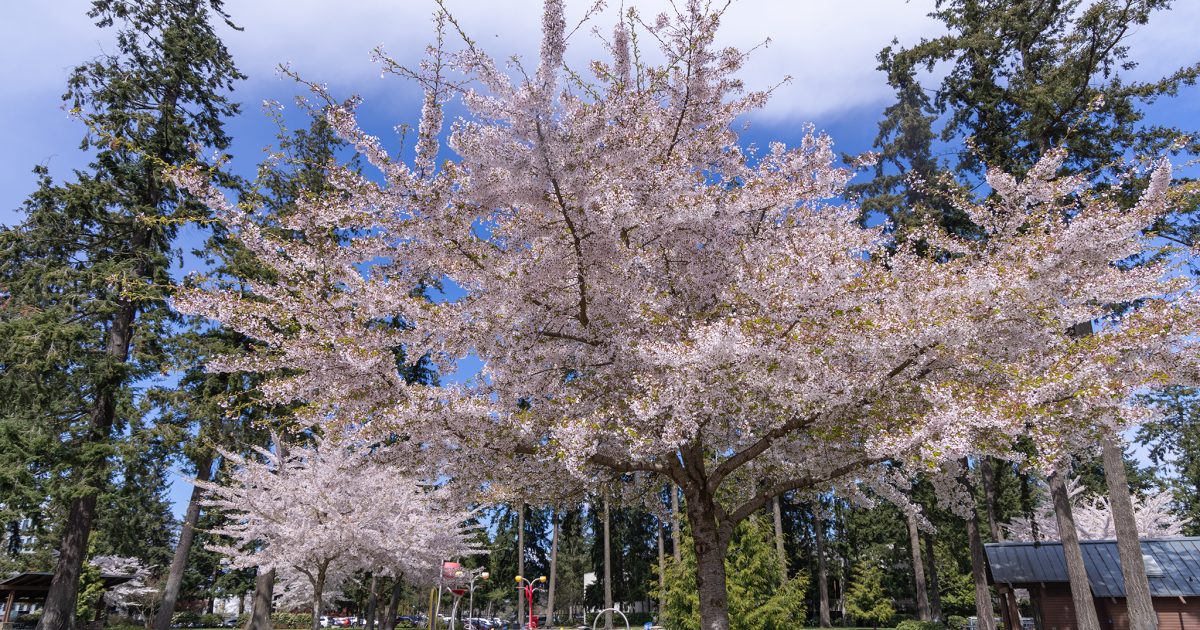 大学が見える公園 アングルレイク・パークで春を咲かせよう｜Explore Seattle